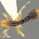 Image of <i>Protanilla bicolor</i>