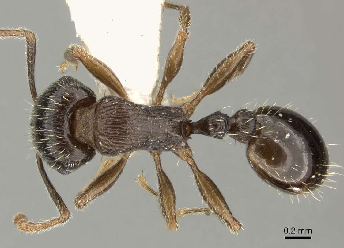 Image of <i>Tetramorium sulcinode</i>