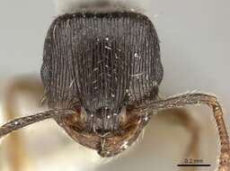 Image of <i>Tetramorium sulcinode</i>