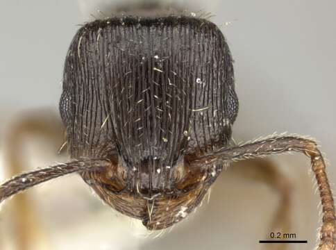 Image of <i>Tetramorium sulcinode</i>