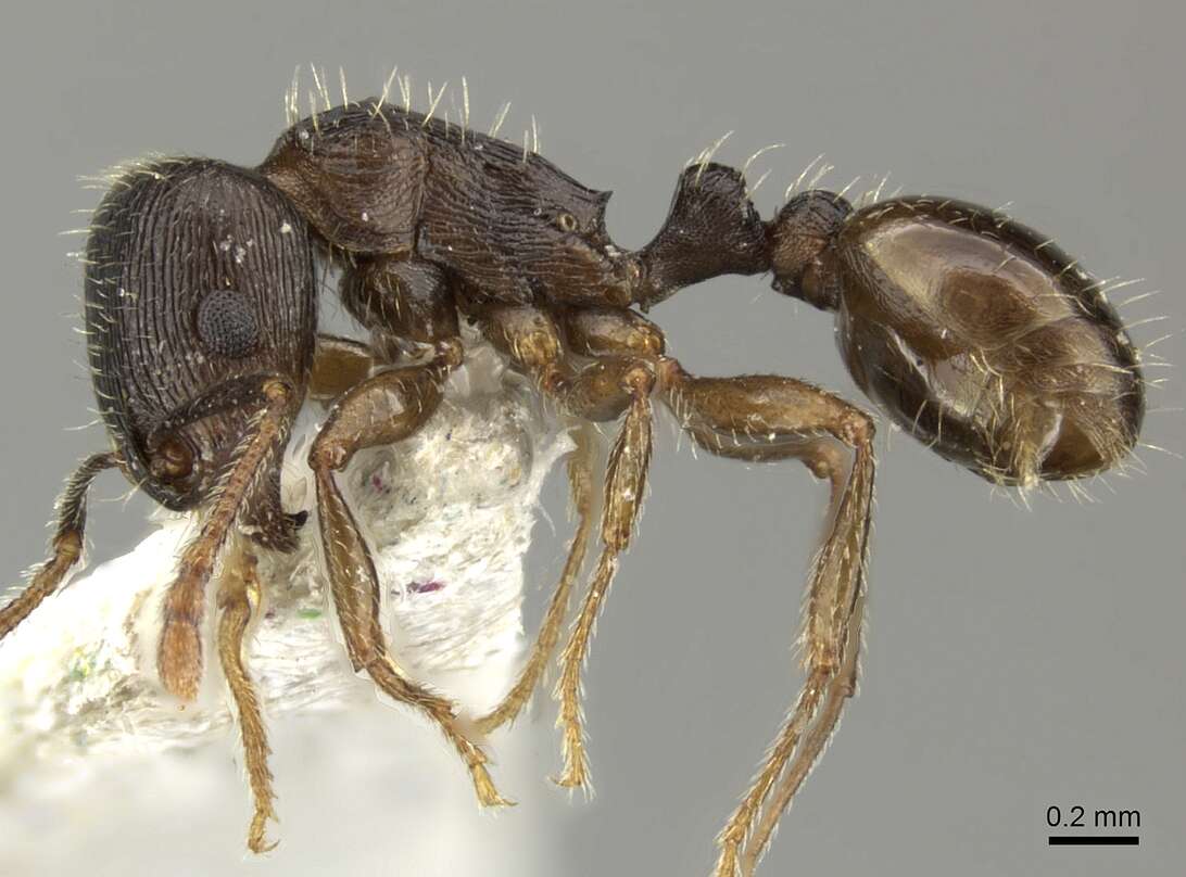 Image of <i>Tetramorium sulcinode</i>