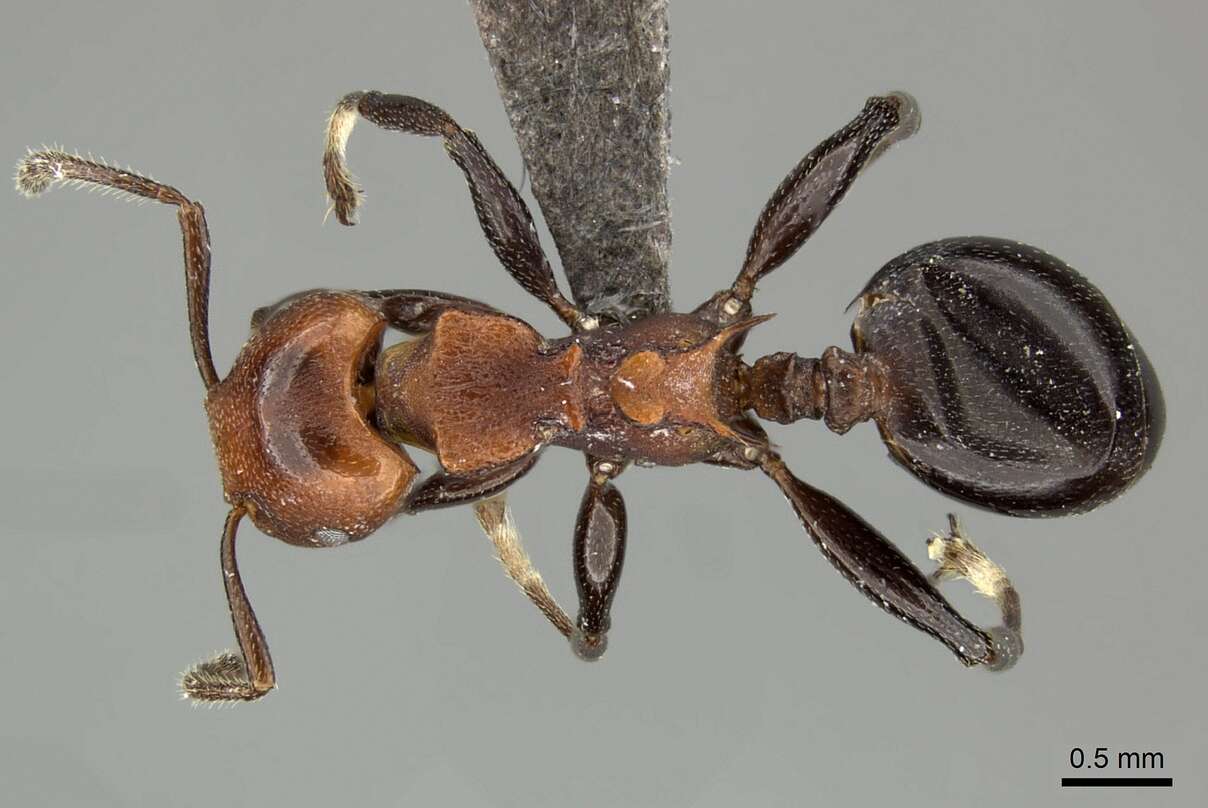 Image of Atopomyrmex mocquerysi Andre 1889