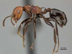 Image of Atopomyrmex mocquerysi Andre 1889