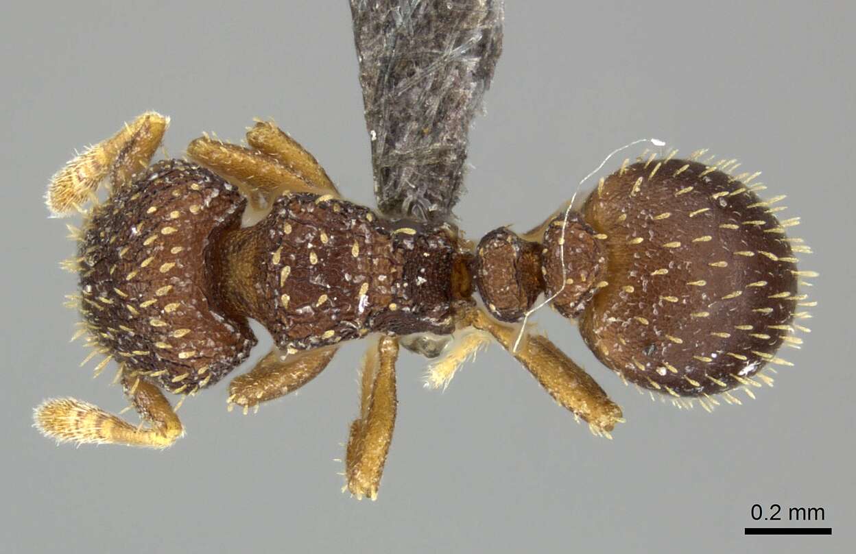 Image of Calyptomyrmex claviseta (Santschi 1914)