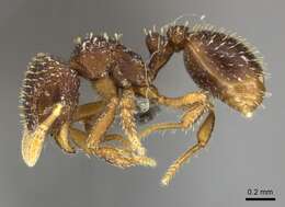 Image of Calyptomyrmex claviseta (Santschi 1914)