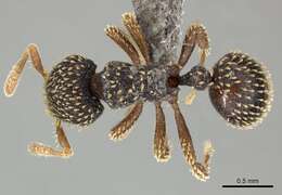 Image of Calyptomyrmex duhun Bolton 1981