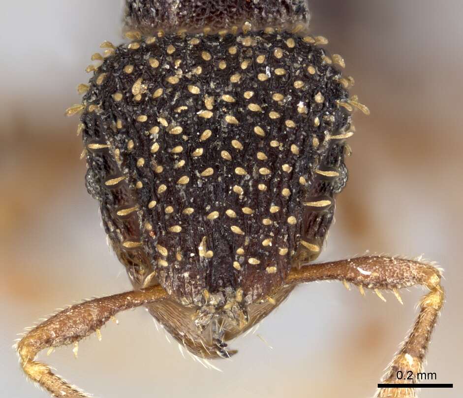 Image of Calyptomyrmex duhun Bolton 1981