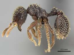 Image of Calyptomyrmex duhun Bolton 1981