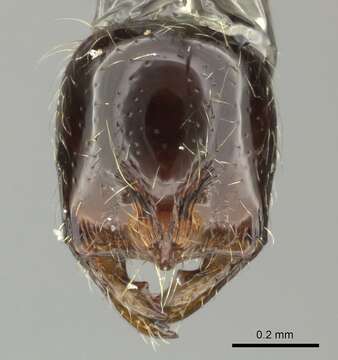 Image of Cryptomyrmex