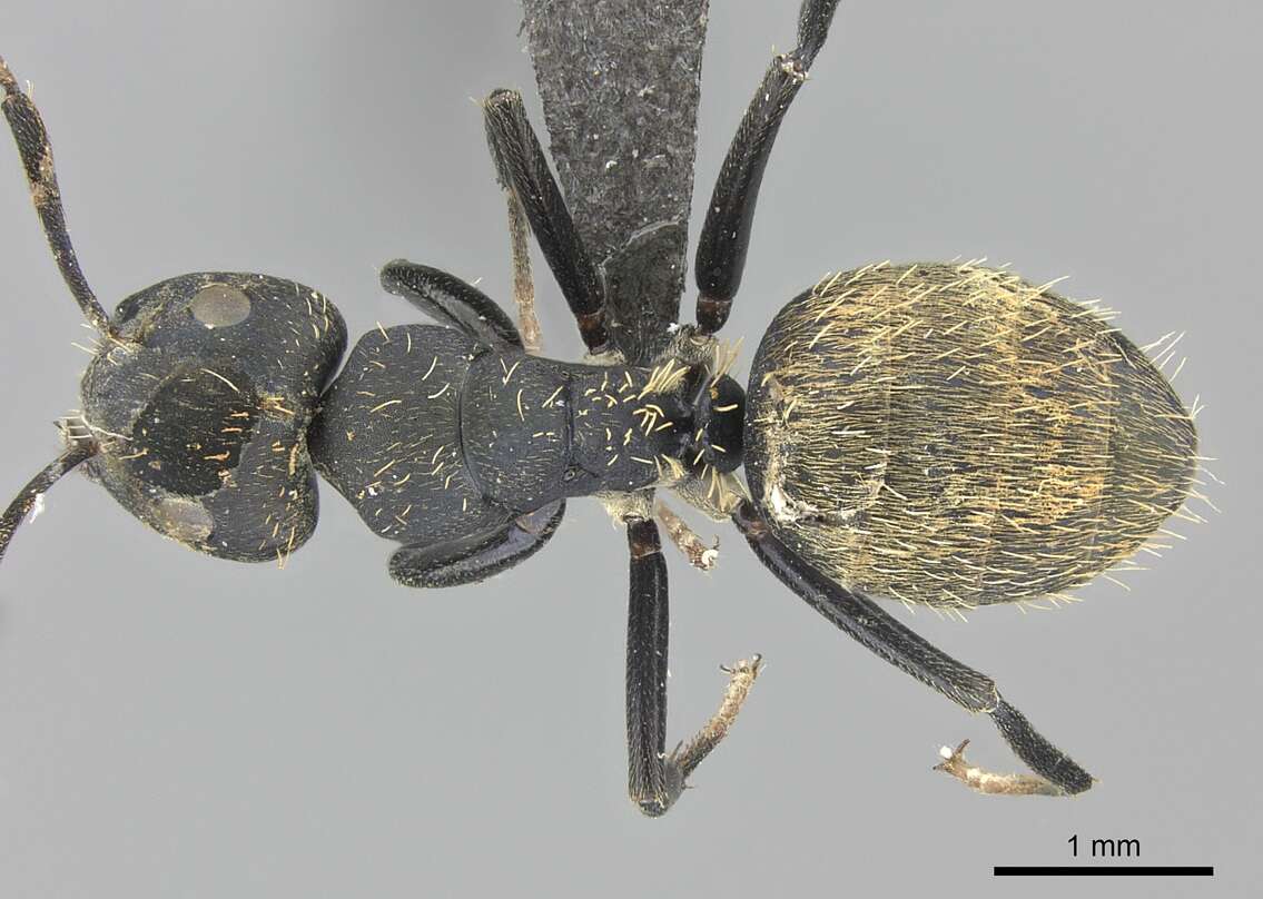 Plancia ëd Camponotus chrysurus Gerstaecker 1871