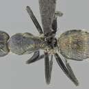 Image of Camponotus foraminosus Forel 1879