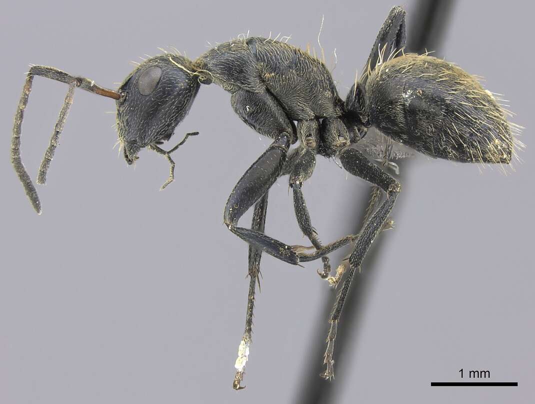 صورة Camponotus foraminosus Forel 1879