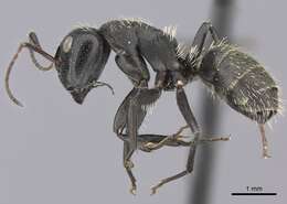 Image of Camponotus amphidus Santschi 1926