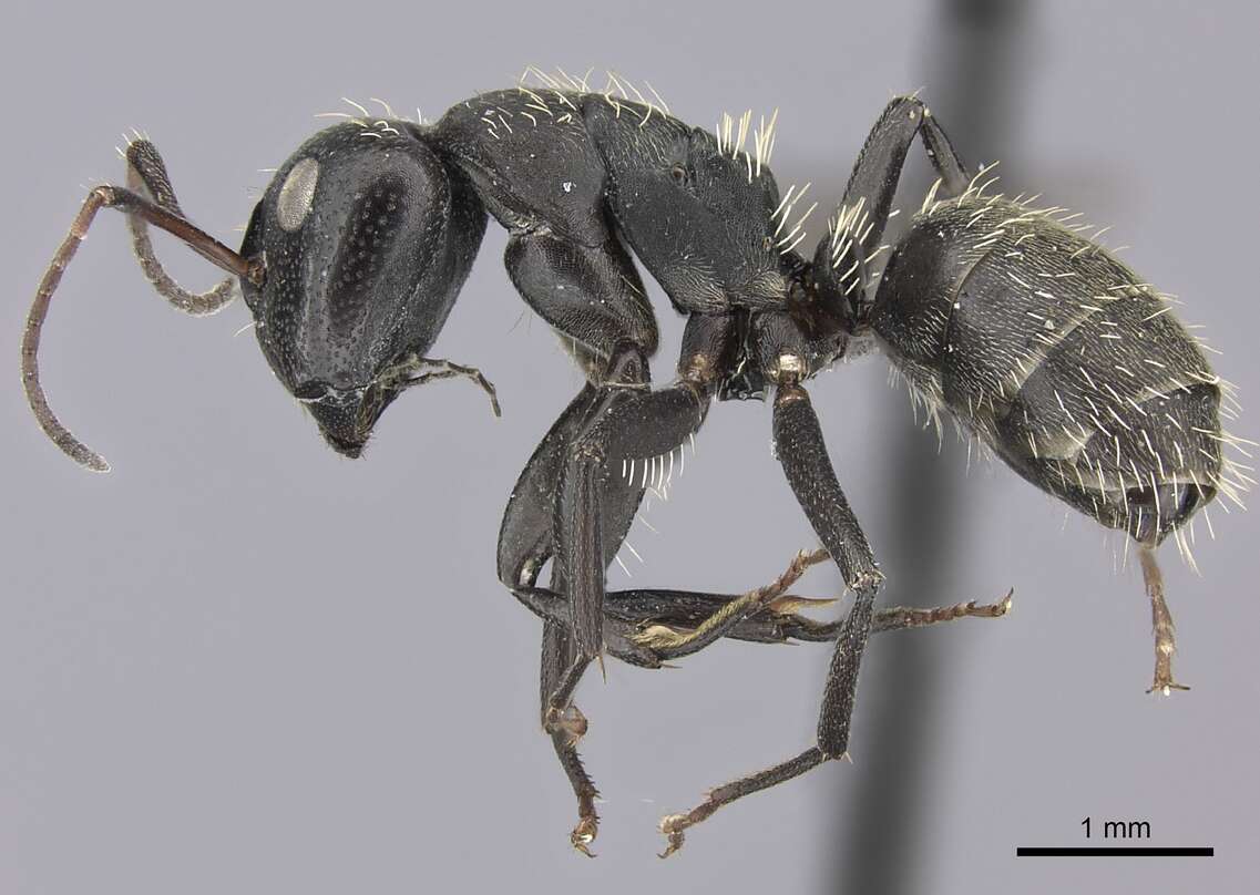 Image of Camponotus amphidus Santschi 1926