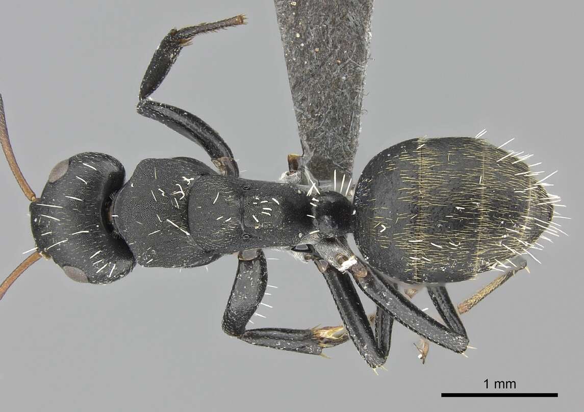 Image of Camponotus amphidus Santschi 1926