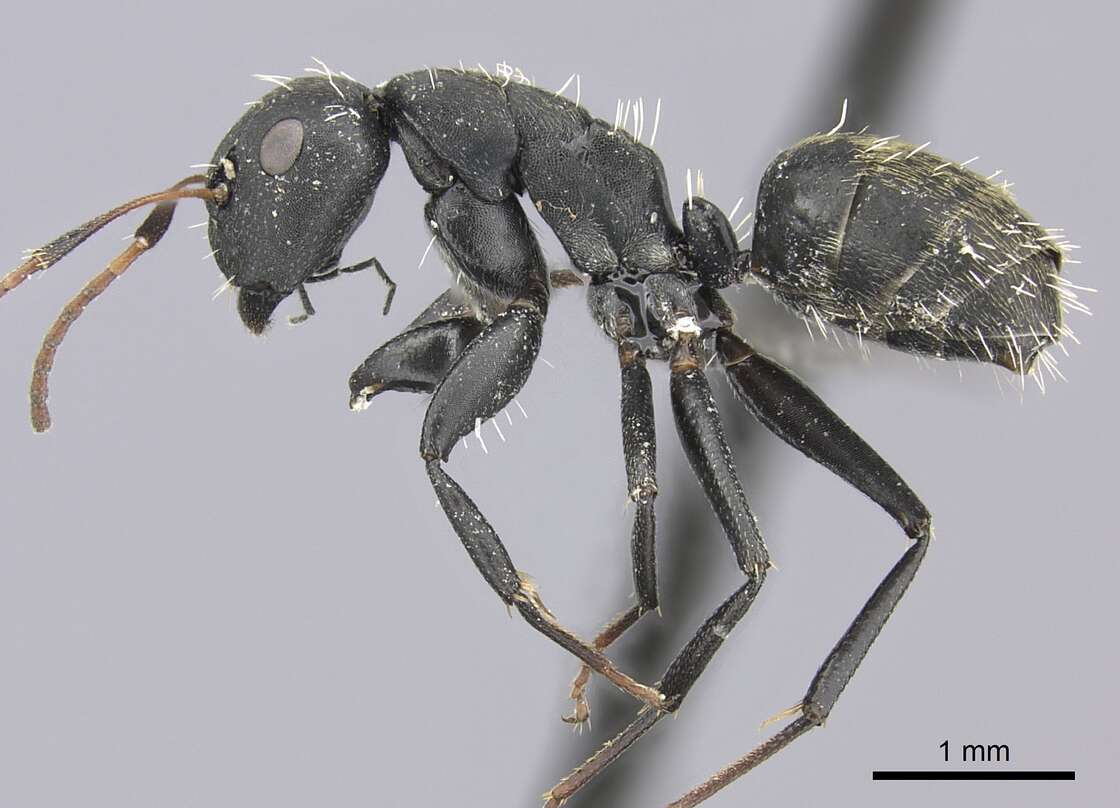 Image of Camponotus amphidus Santschi 1926