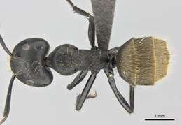 Plancia ëd Camponotus chrysurus Gerstaecker 1871