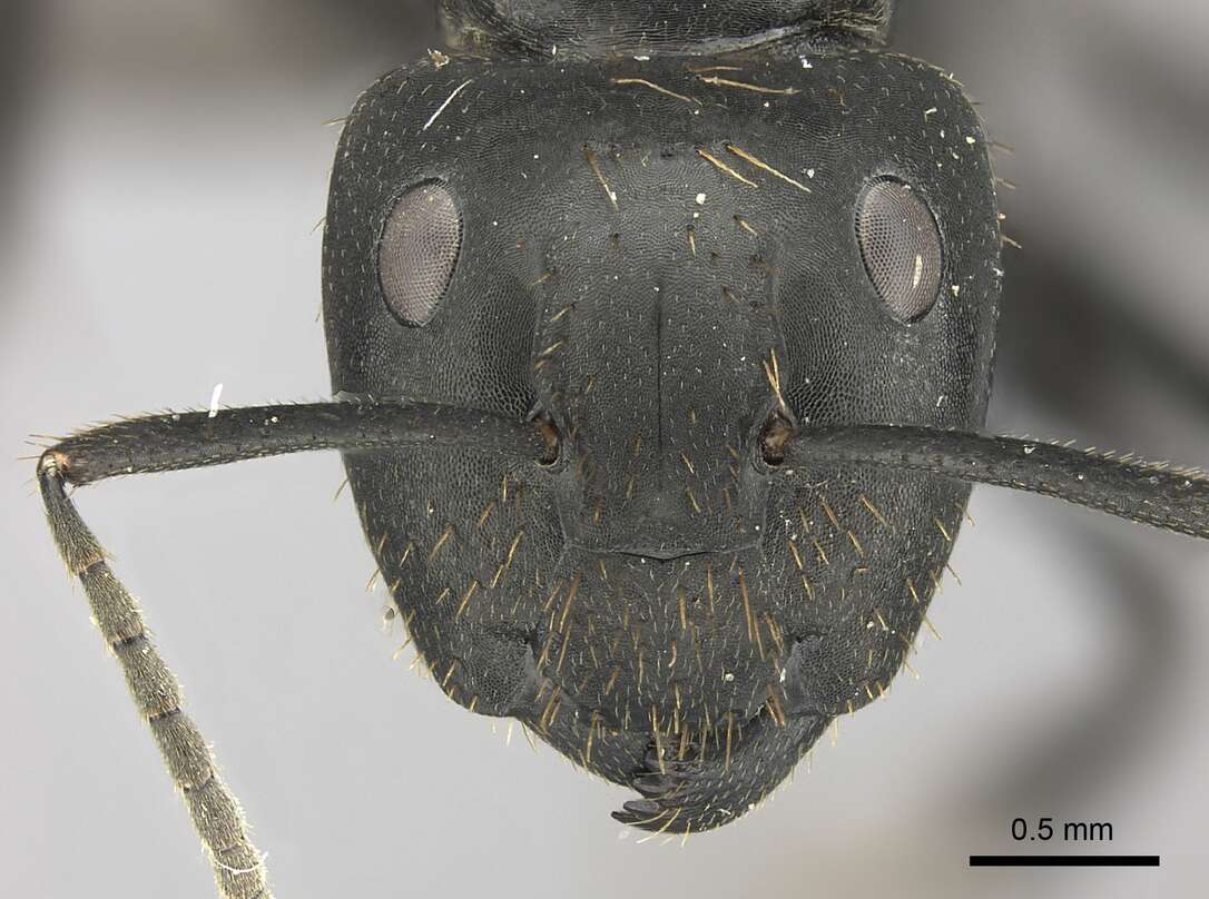 Plancia ëd Camponotus chrysurus Gerstaecker 1871