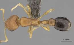 Image of Ant