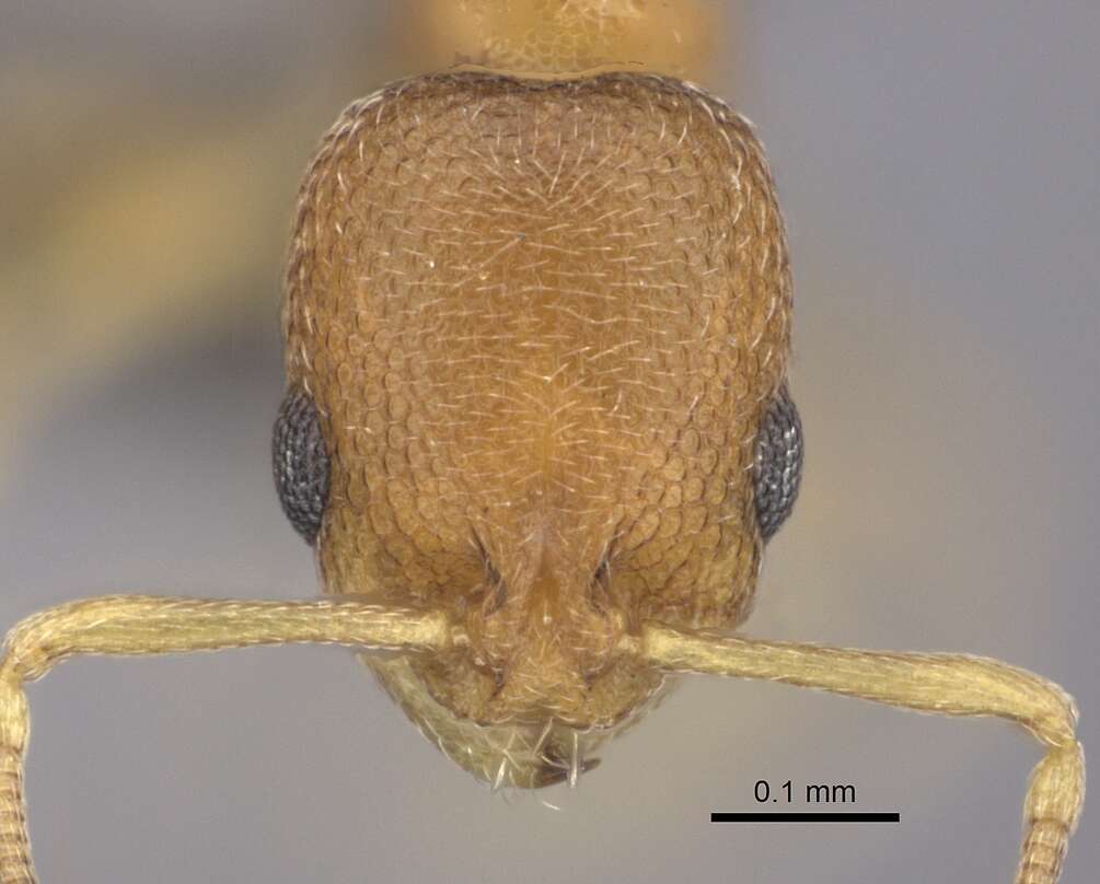 Image of Ant