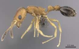 Image of Ant