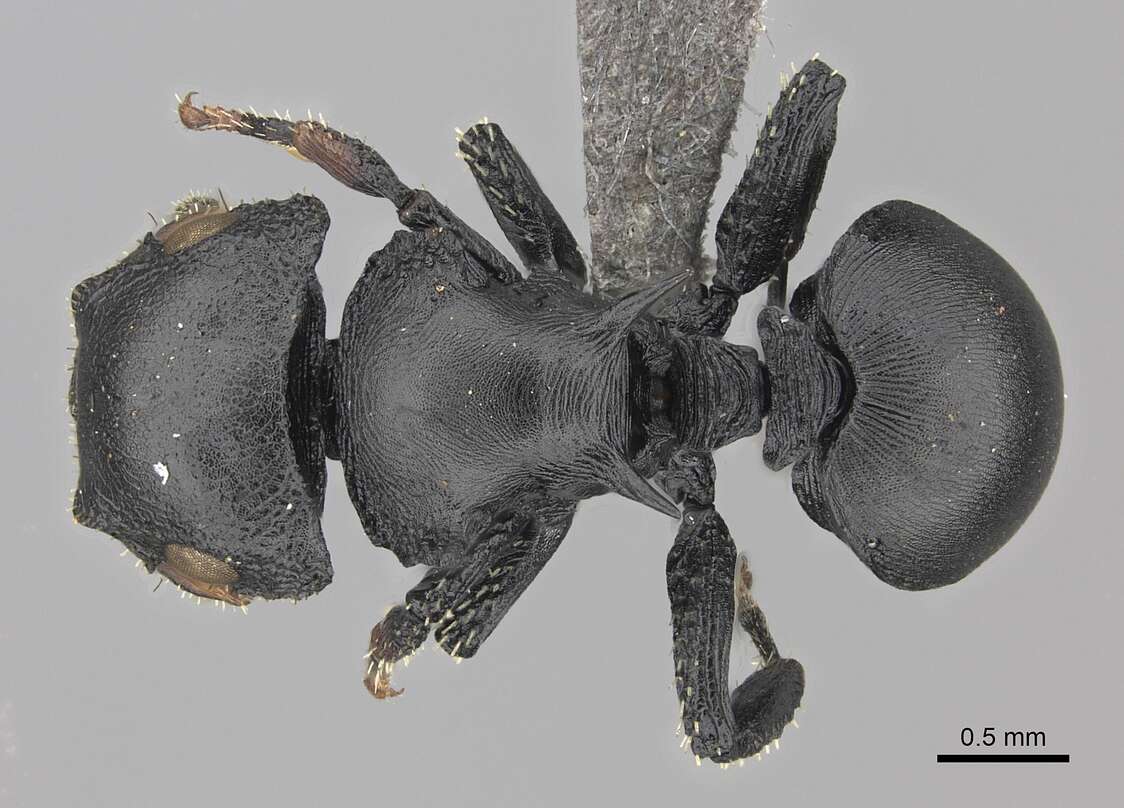 Image of Cataulacus huberi Andre 1890