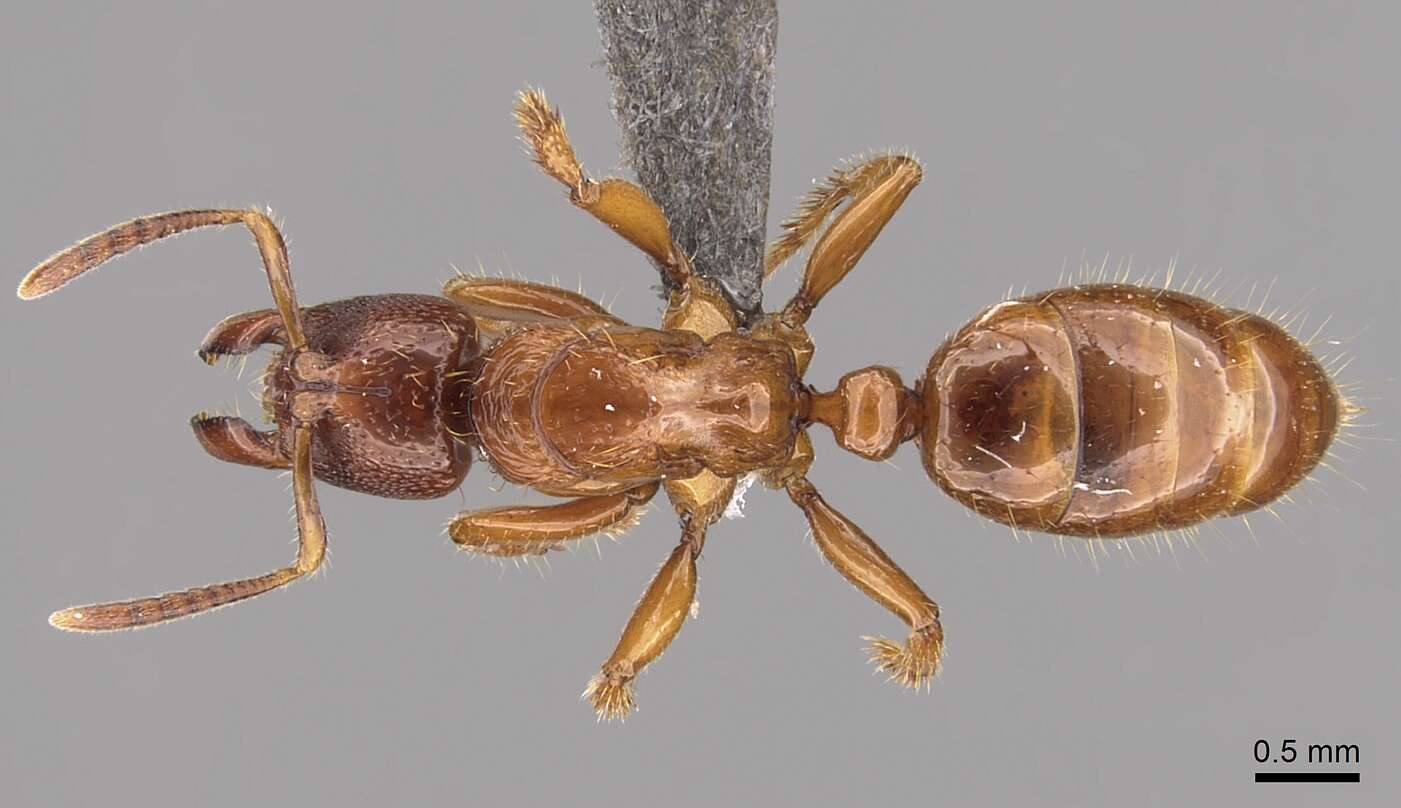 Imagem de Centromyrmex sellaris Mayr 1896