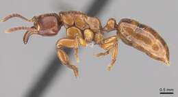 Imagem de Centromyrmex sellaris Mayr 1896