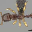 Imagem de <i>Tetramorium ultor</i> Forel 1913