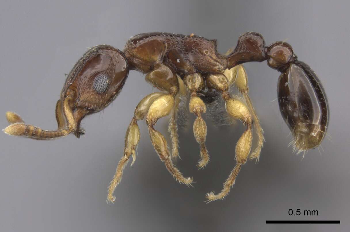 Image of <i>Tetramorium ultor</i> Forel 1913