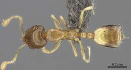 Image of Monomorium exiguum Forel 1894