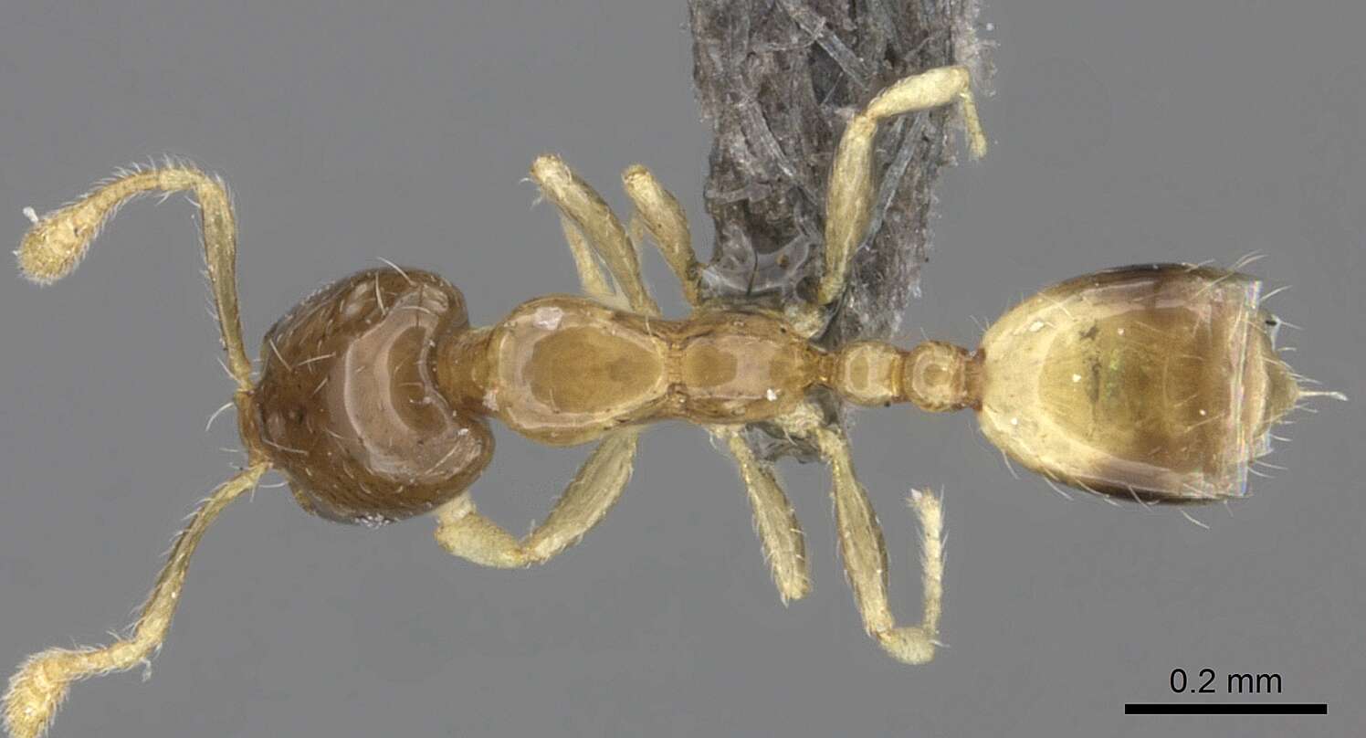 Image of Monomorium exiguum Forel 1894