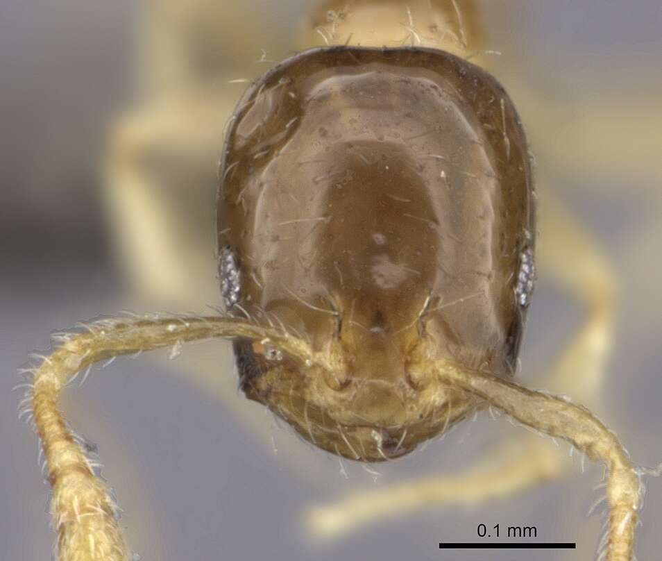 Image of Monomorium exiguum Forel 1894