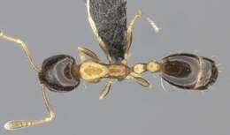 Monomorium floricola (Jerdon 1851) resmi