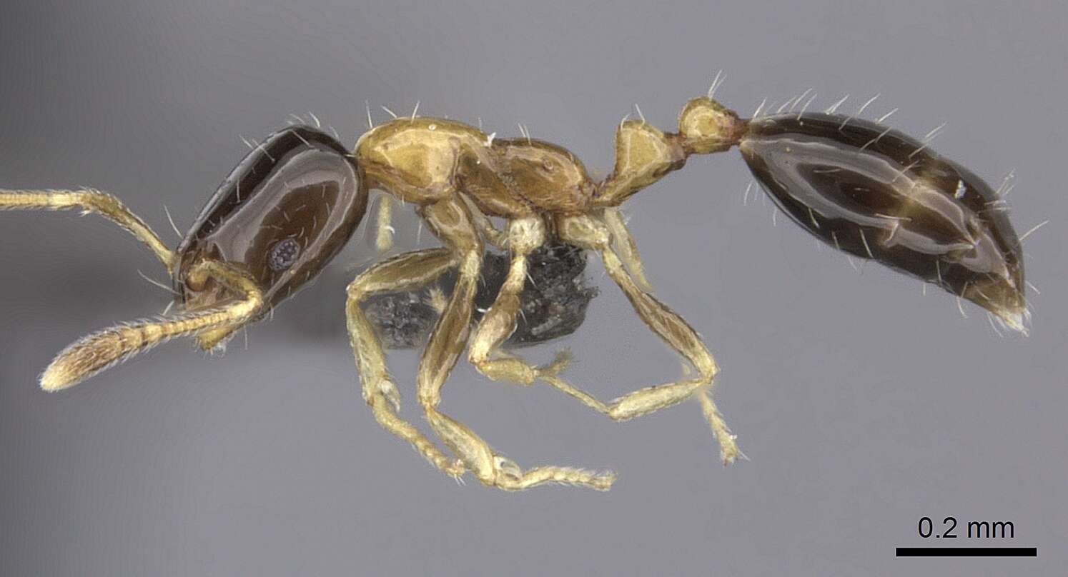 Monomorium floricola (Jerdon 1851) resmi