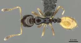 Image of Monomorium mirandum Arnold 1955