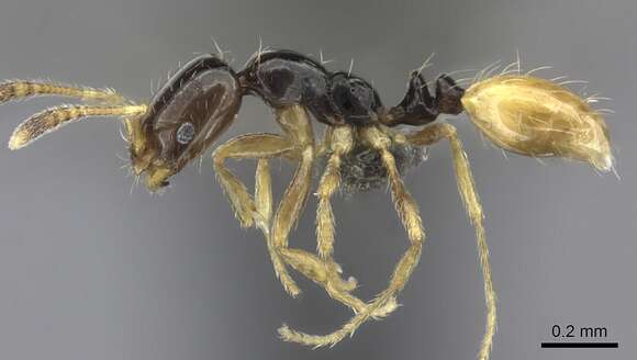 Image of Monomorium mirandum Arnold 1955