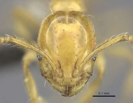 Image of Monomorium affabile Santschi 1926