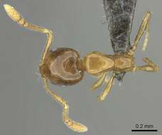 Image of Monomorium arboreum Weber 1943