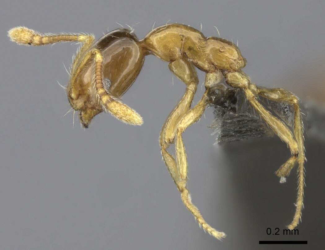 Image of Monomorium arboreum Weber 1943