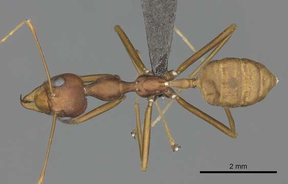 Image of weaver ant