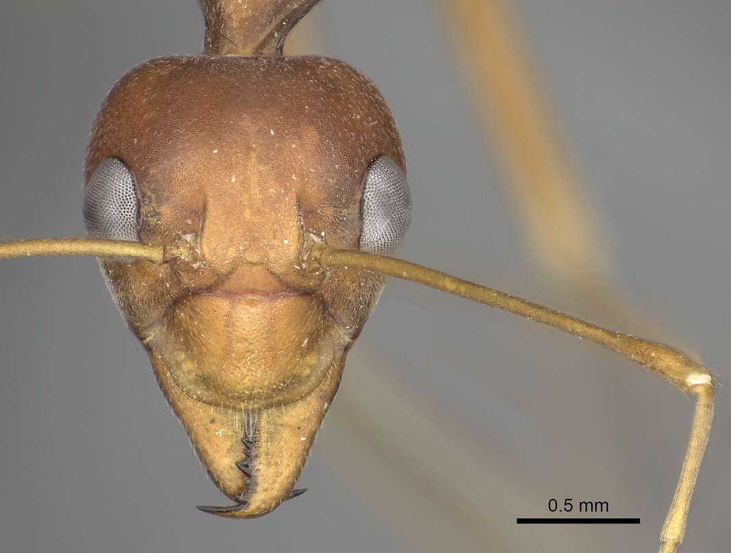 Image of weaver ant