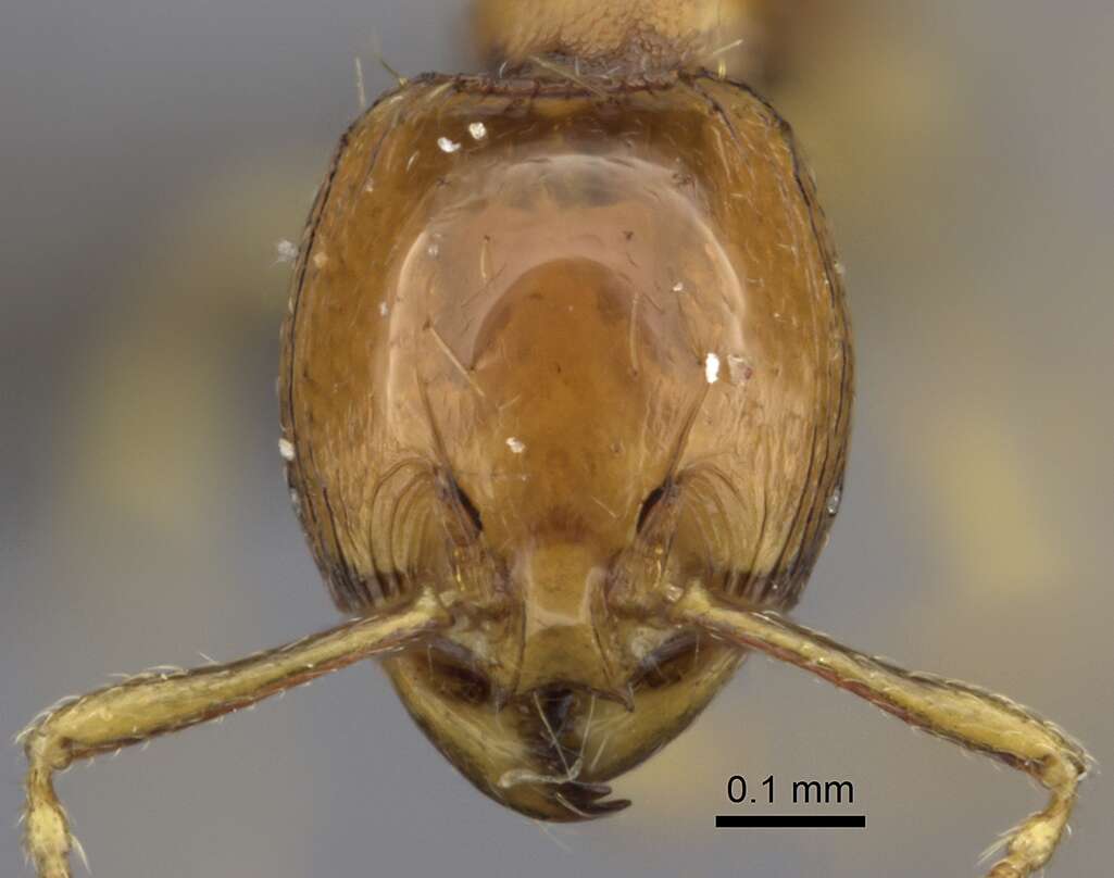 Image of Formicoidea