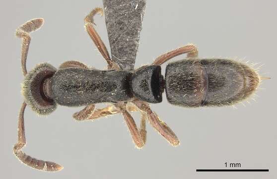 Image of Panther Ants