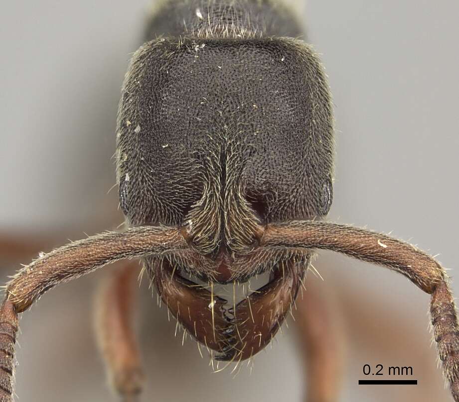 Image of Panther Ants