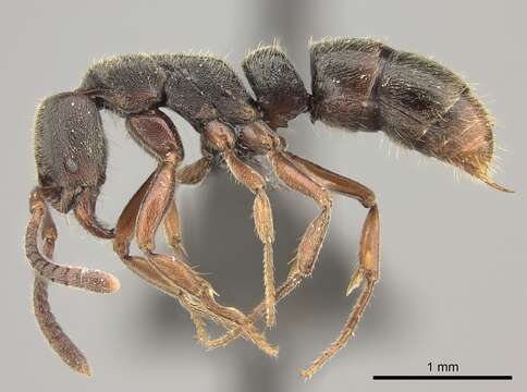 Image of Panther Ants