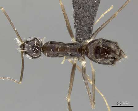 Image of Crazy Ant