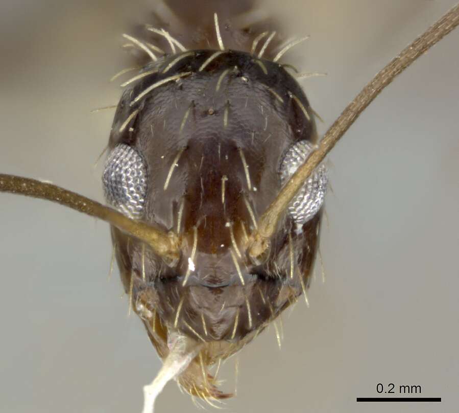 Image of Crazy Ant