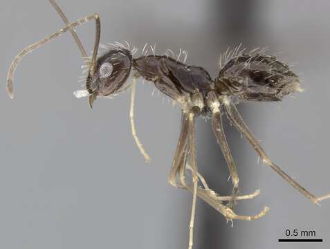 Image of Crazy Ant