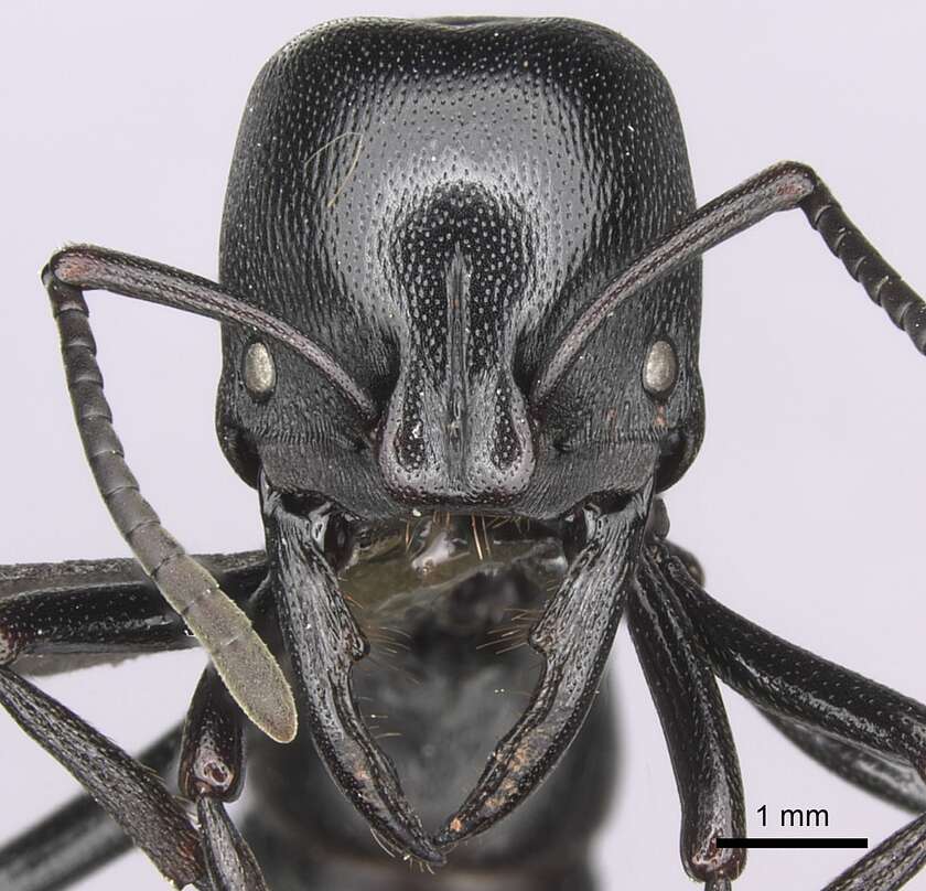 Image of Plectroctena mandibularis Smith 1858